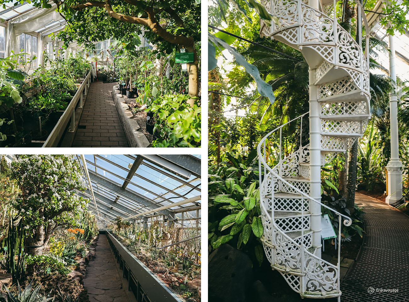 Visite jardin botanique Copenhague