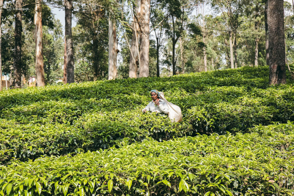 Visite plantation de thé Sri lanka