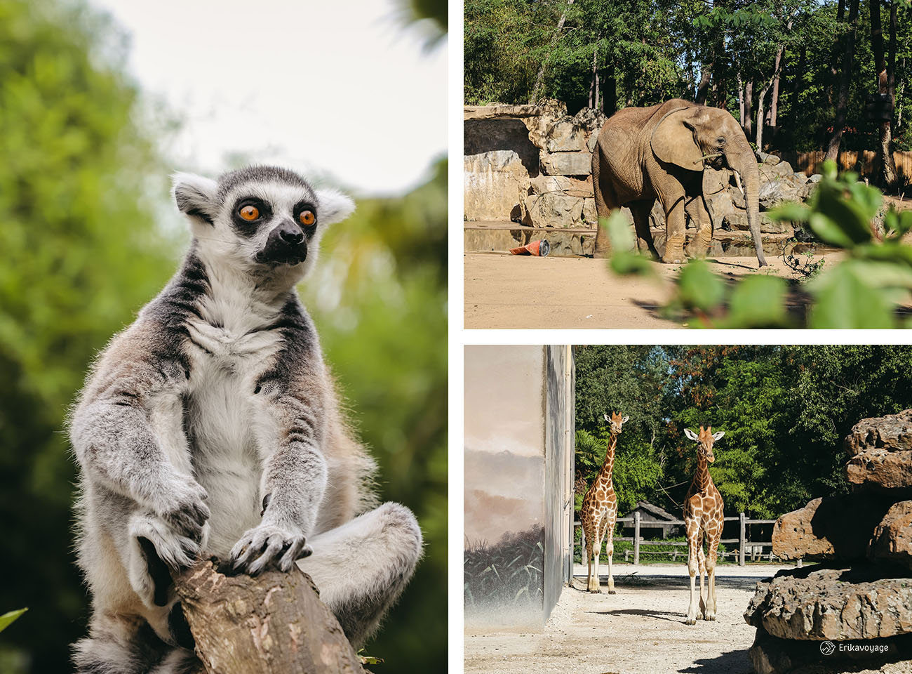 Visite Zoo de la Flèche