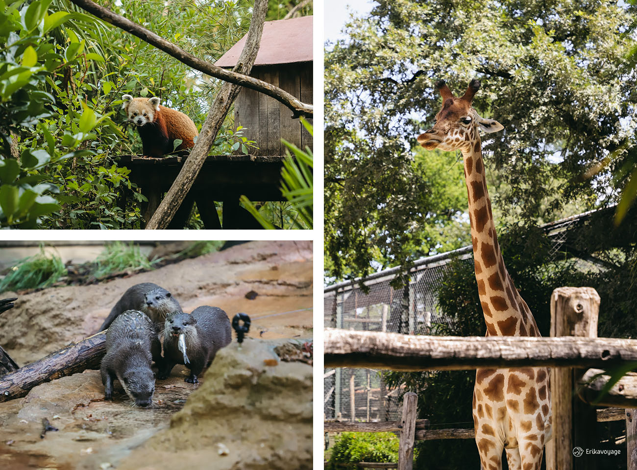 accès privatif après la fermeture du zoo de la flèche