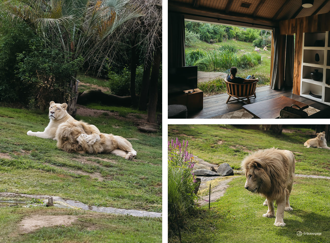 Lions Kruger lodge Zoo de la Flèche