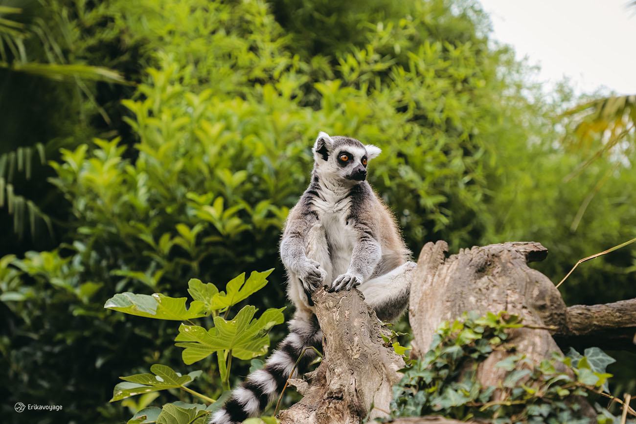 Lémuriens zoo de la Flèche