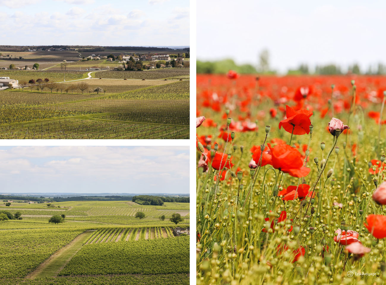 Période pour visiter le vignoble de Cognac