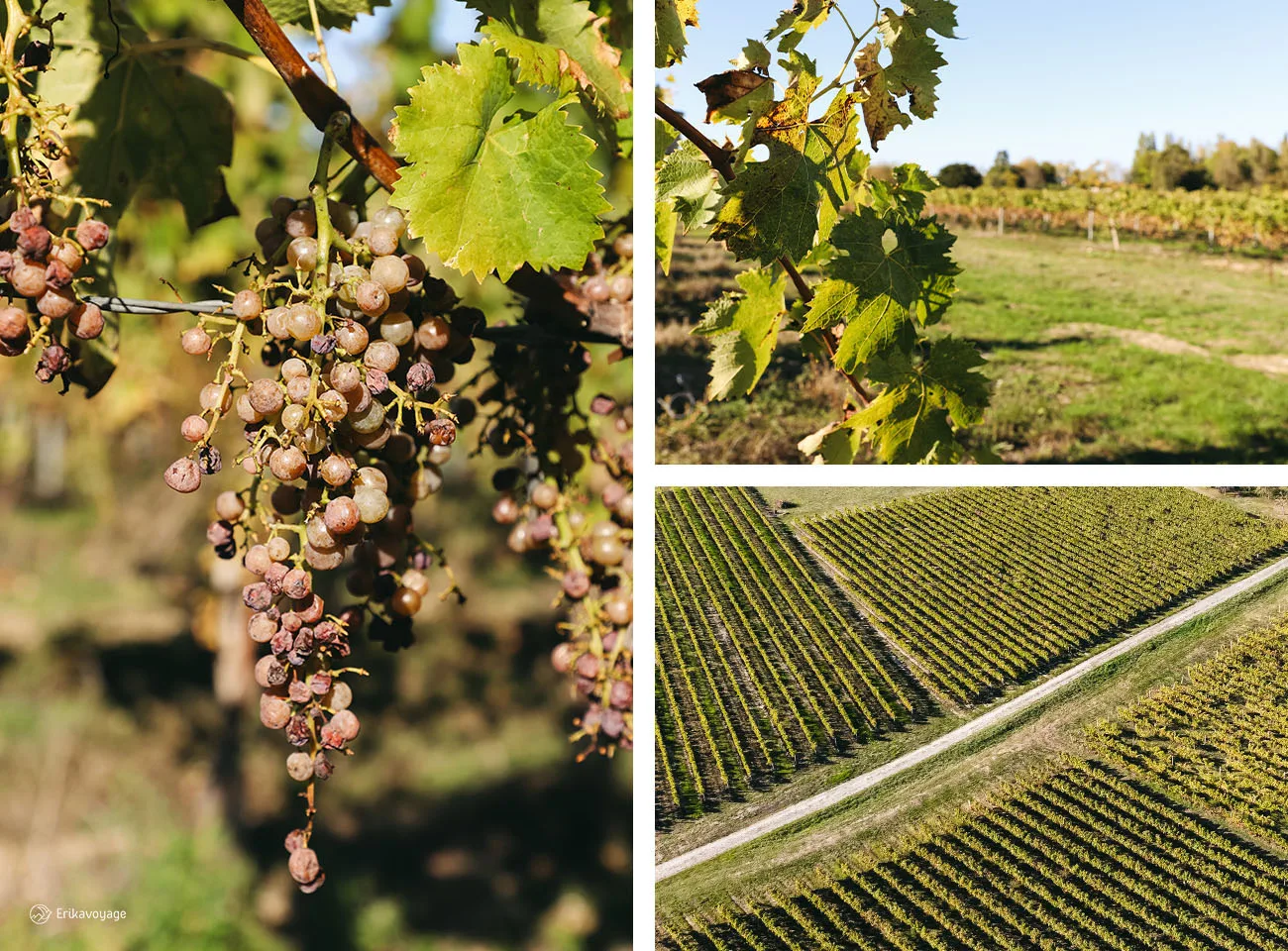 Vignoble Saintes