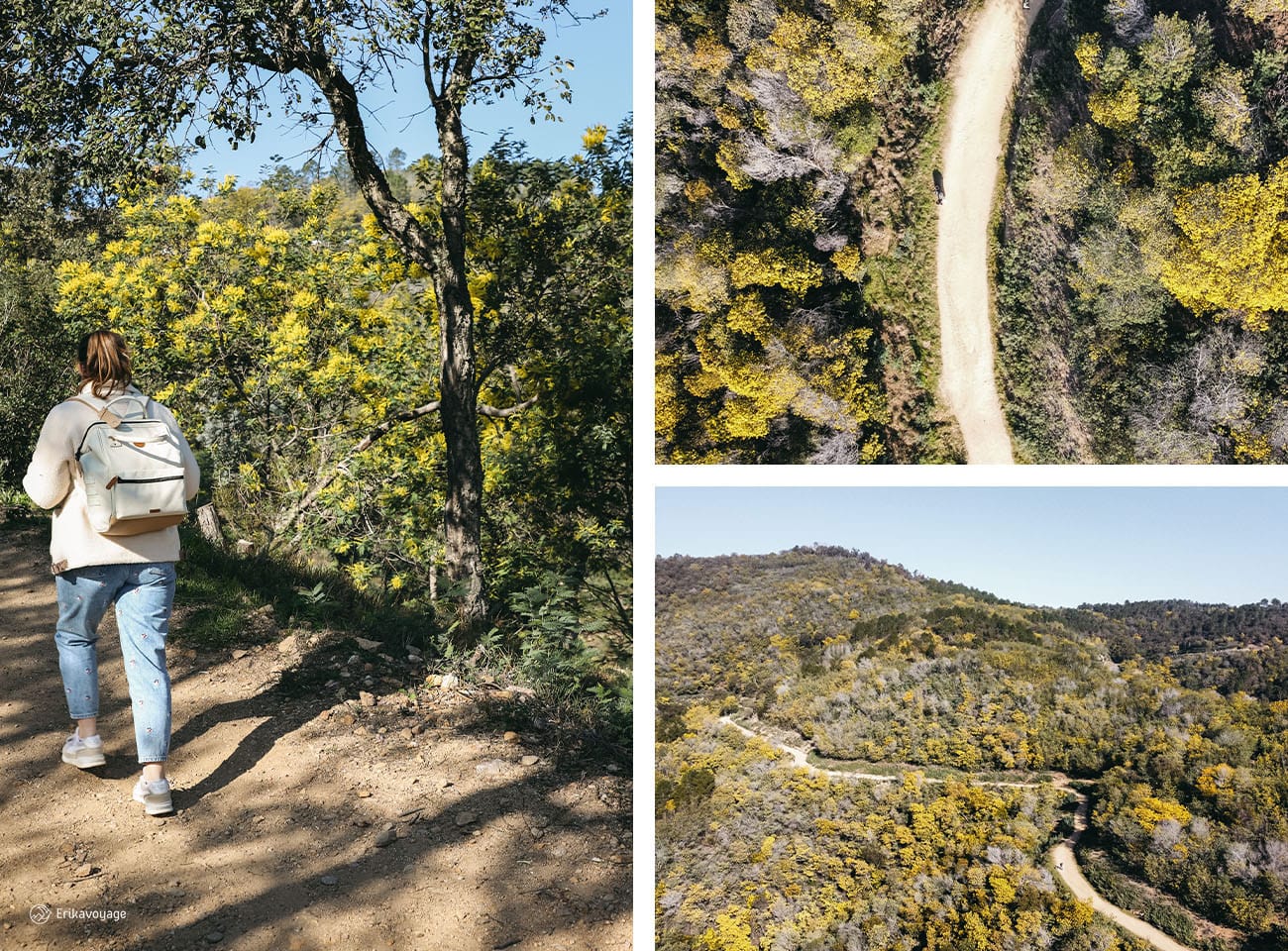 Randonnée mimosa piste de Barbossi Mandelieu