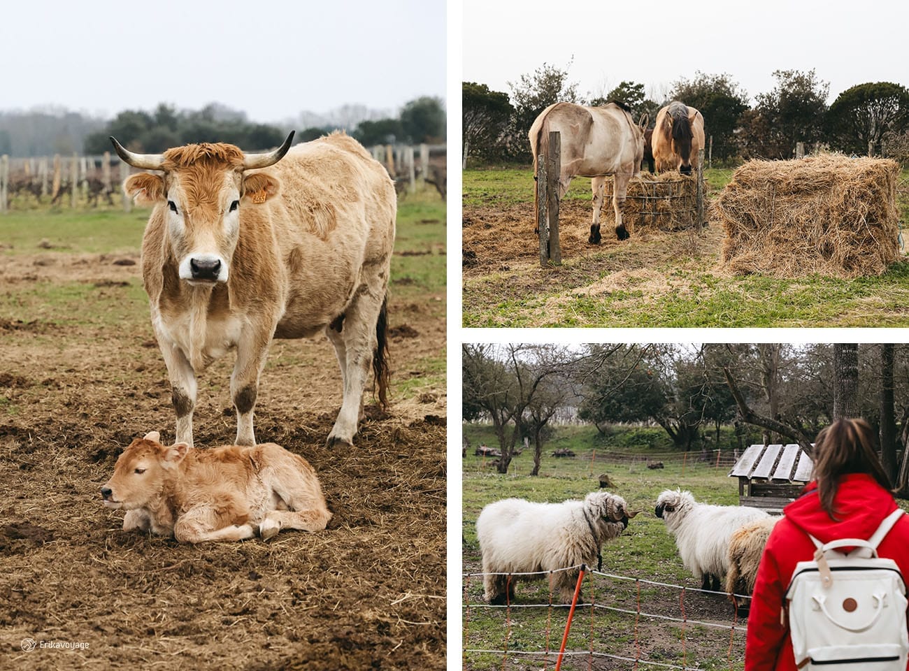 La ferme aux ânes d'Oléron
