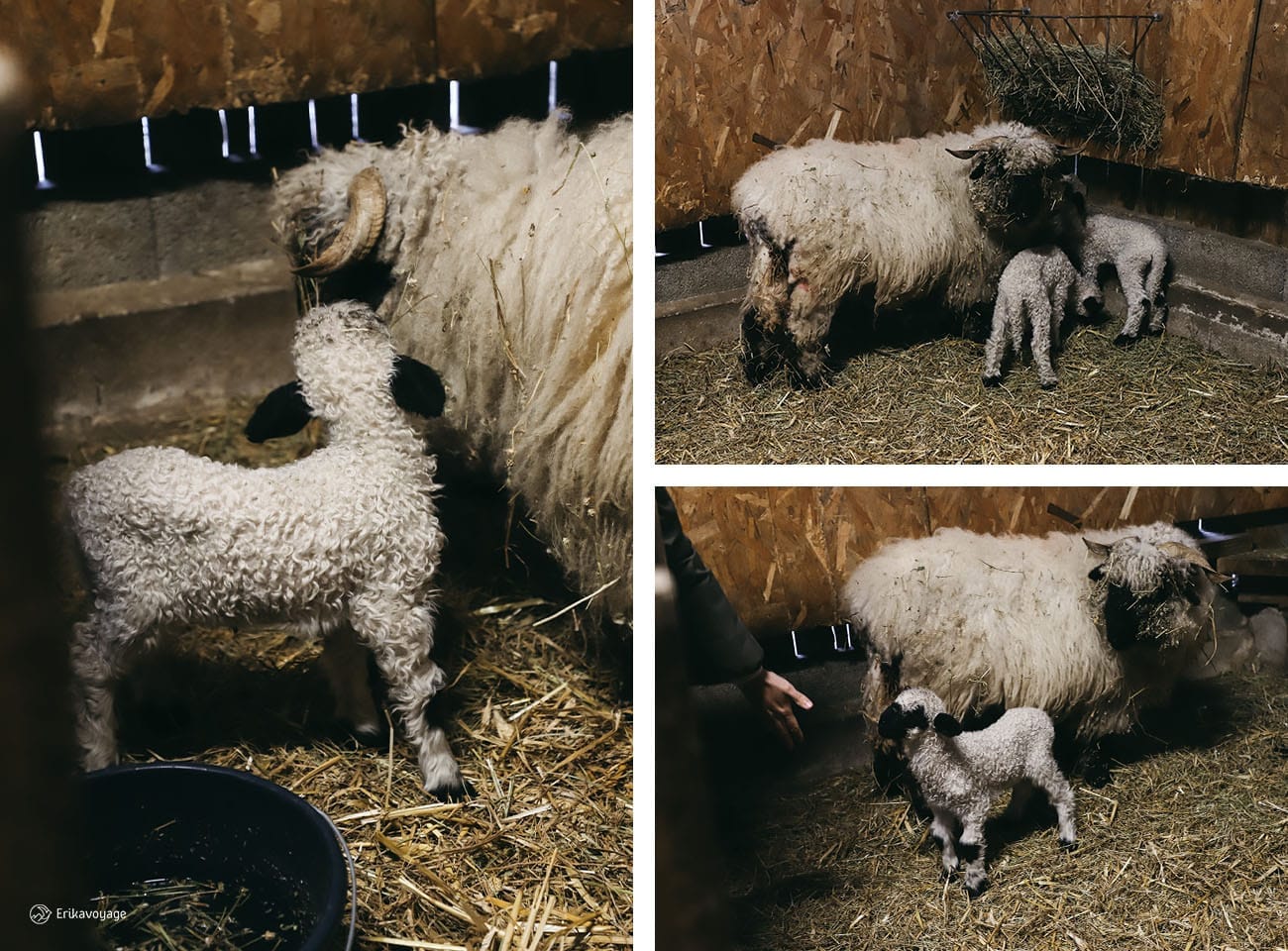 Visite de la ferme aux ânes d'Oléron