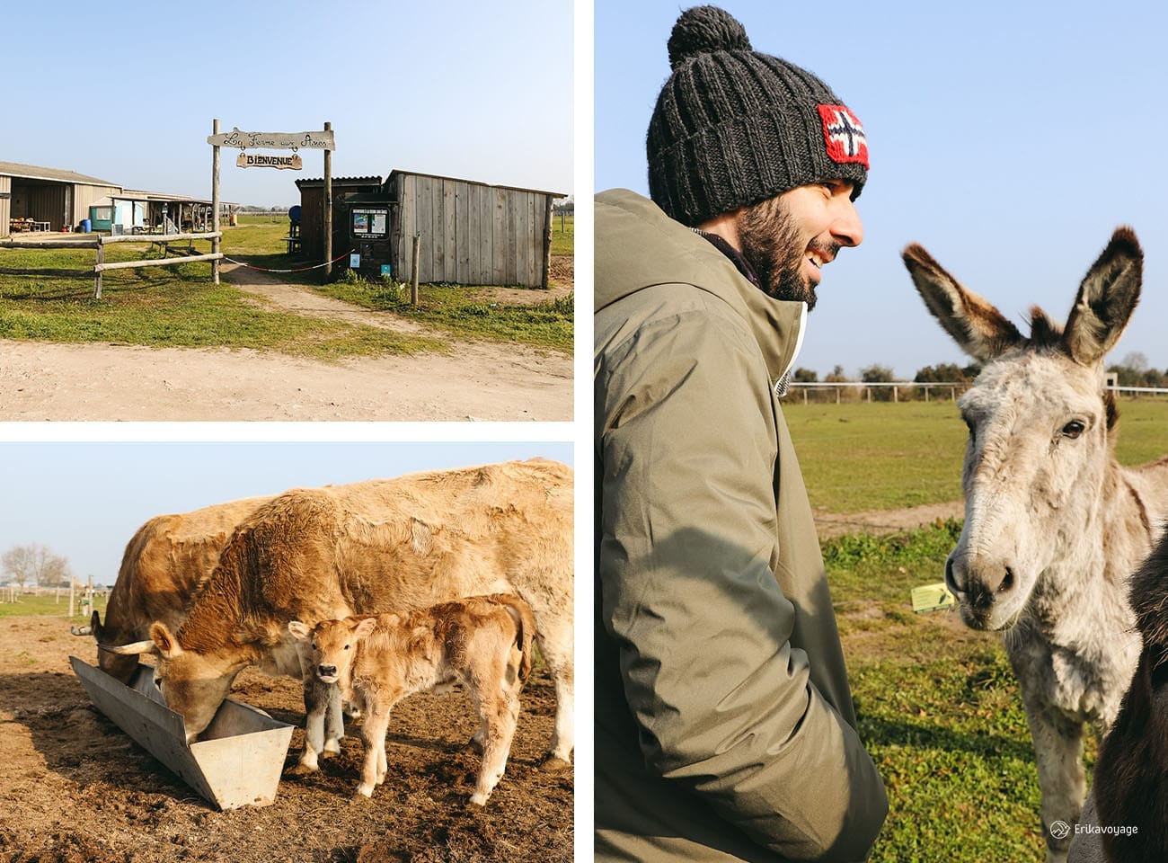 Visite de la ferme aux ânes d'Oléron