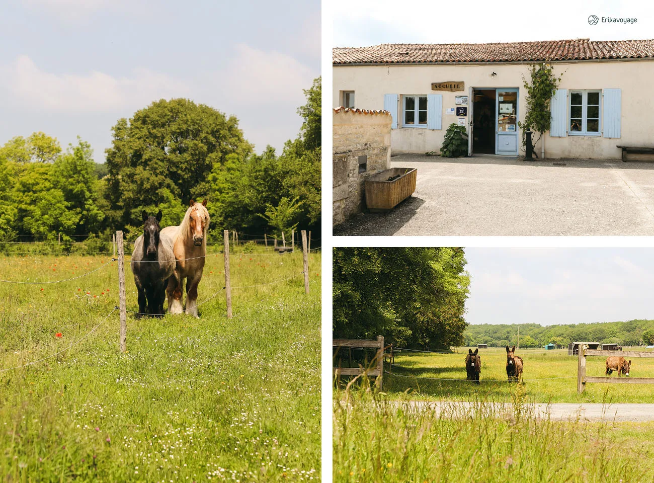 Asinerie du Baudet du Poitou Charente-Maritime