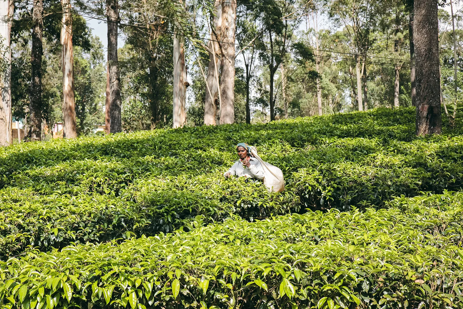 Visite plantation de thé Sri lanka