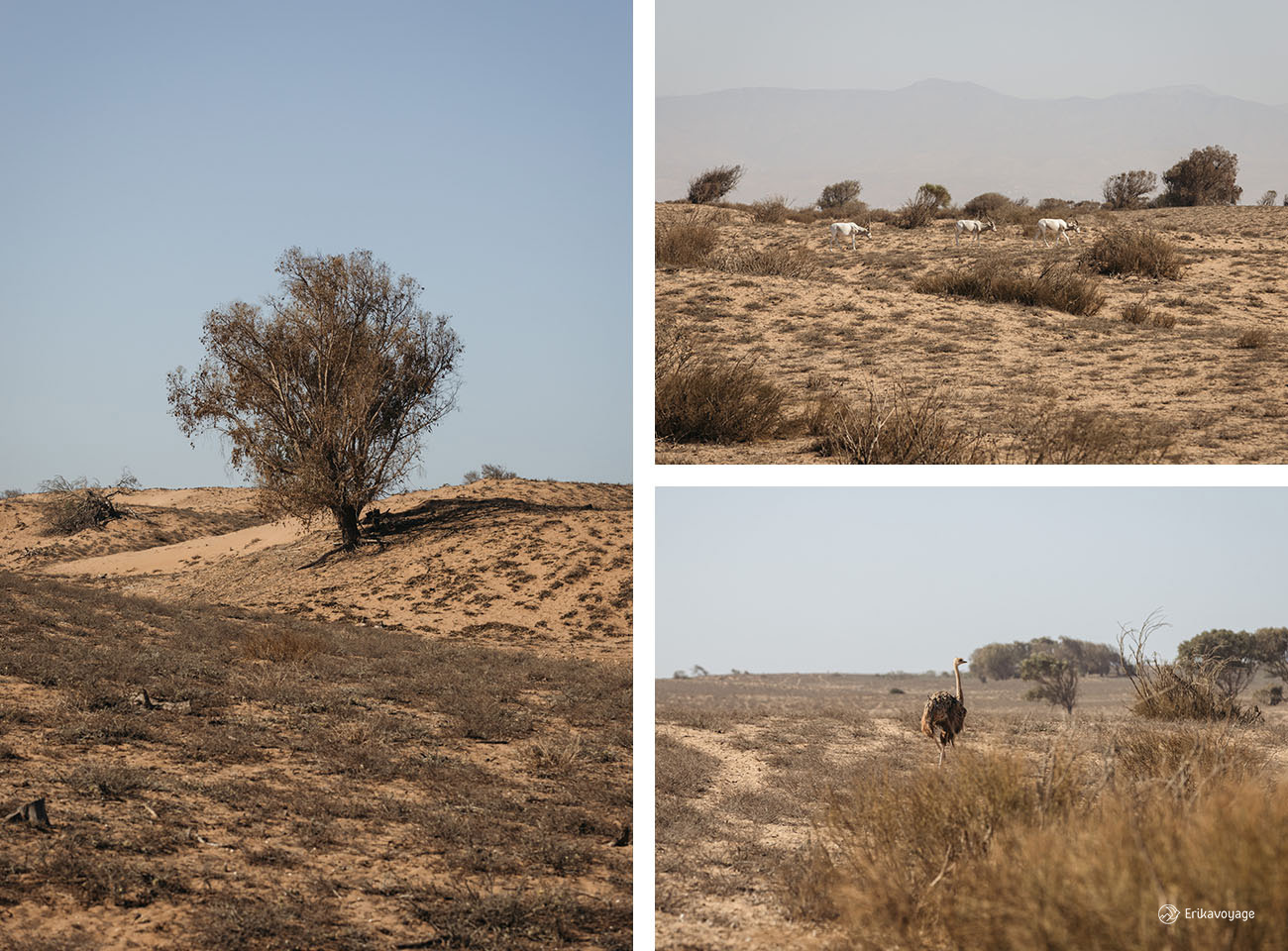 Réserve animalière Rokein Souss Massa