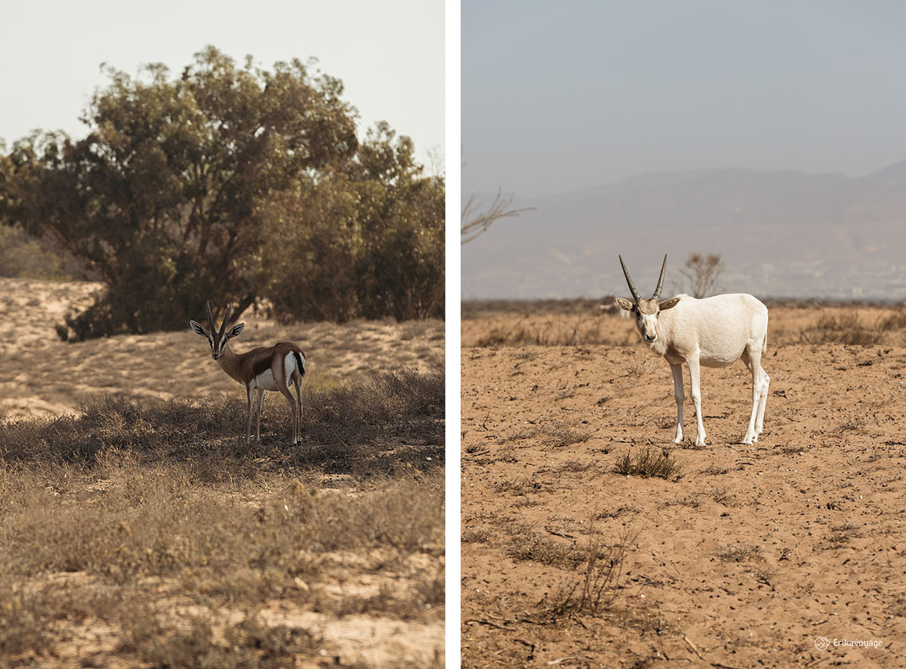 Réserve Rokein parc national Souss Massa