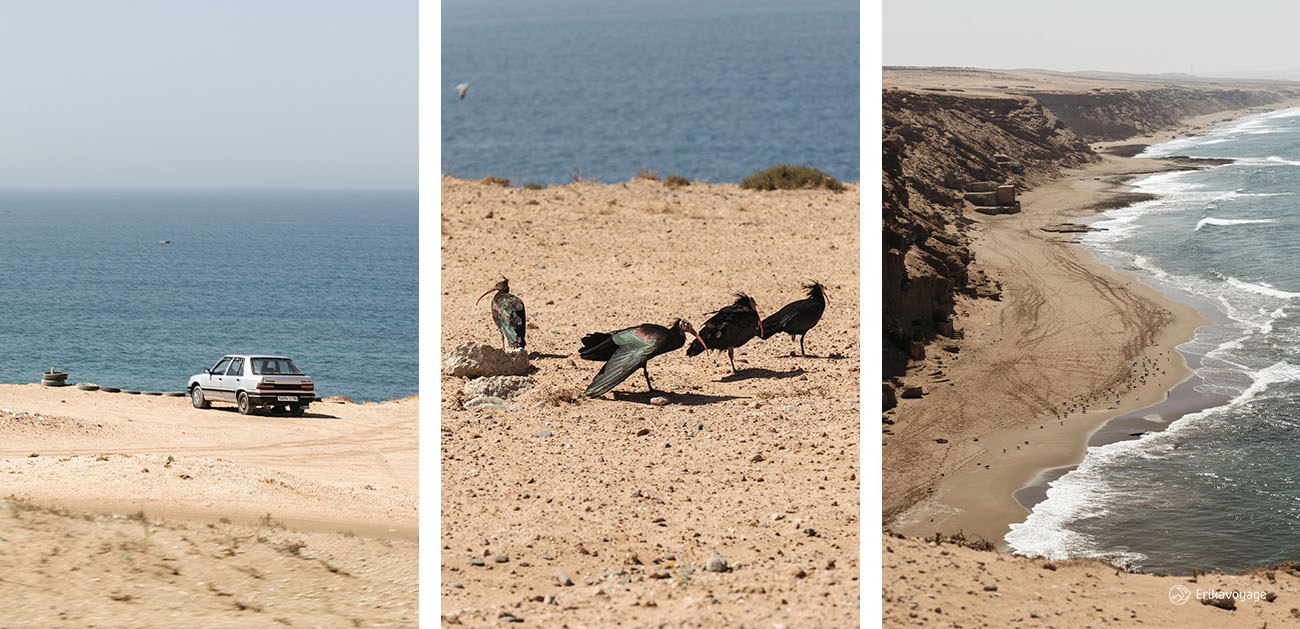 Ibis Chauve parc national Souss Massa