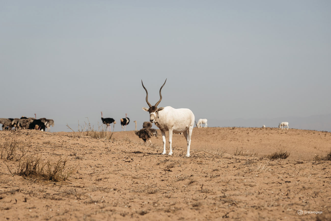 Parc national de souss massa au sud d'Agadir