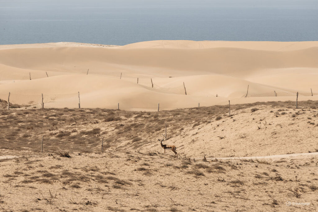 Parc national de Souss Massa au Maroc