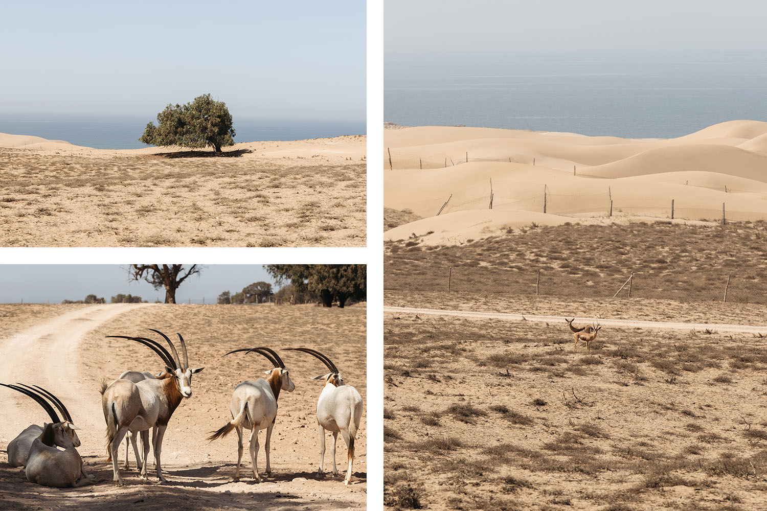 Parc national souss massa Maroc