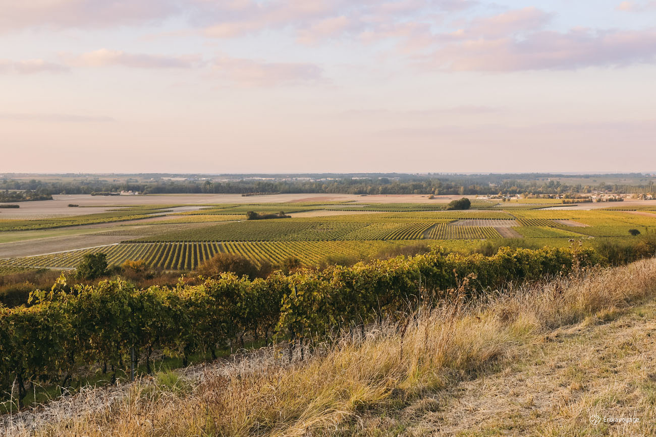 vignoble cognac