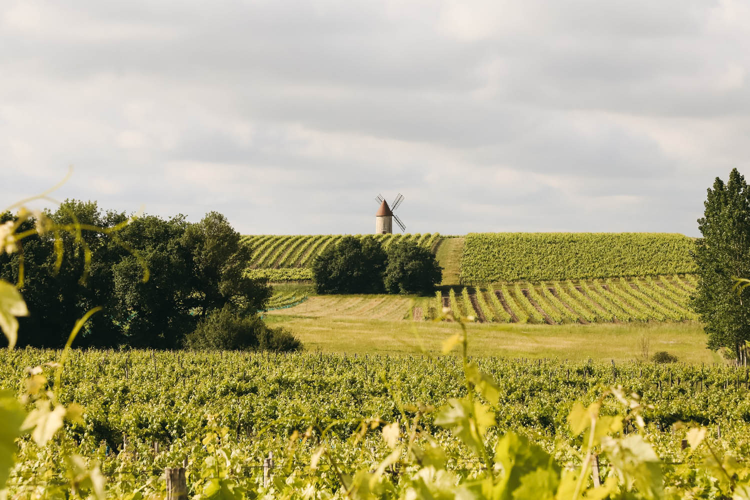 You are currently viewing Visiter le vignoble français : le guide des régions viticoles