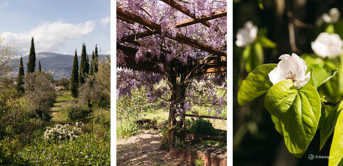 Visite jardins du Musée International de la Parfumerie Grasse