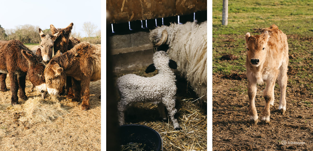 Visite de la ferme aux ânes d'Oléron