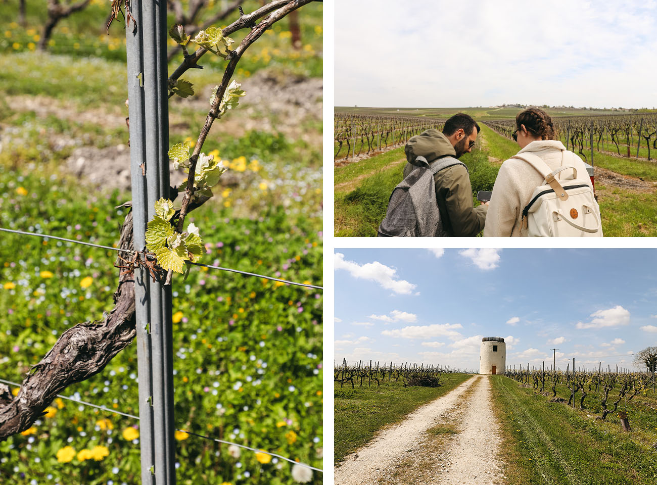 Parcours pédestre visite vignoble cognac Boinaud