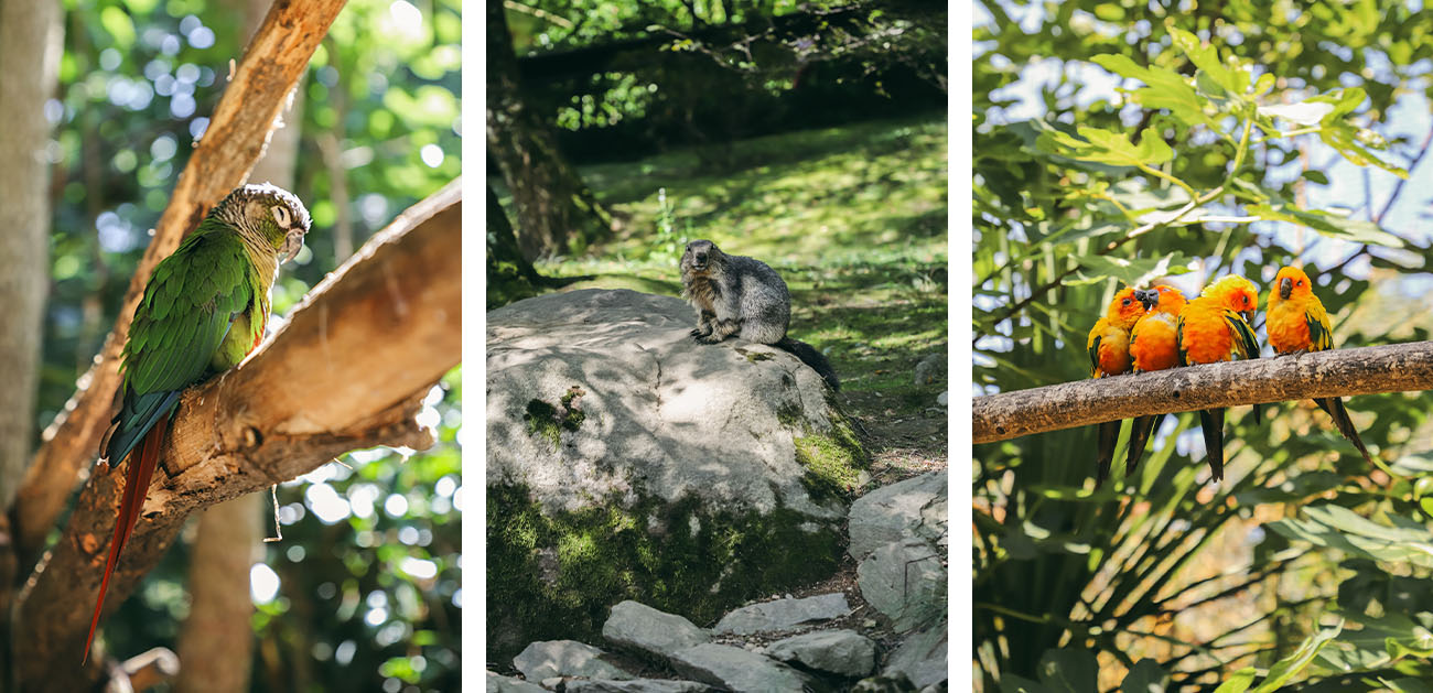 Parc animalier des Pyrénées Argelès-Gazost