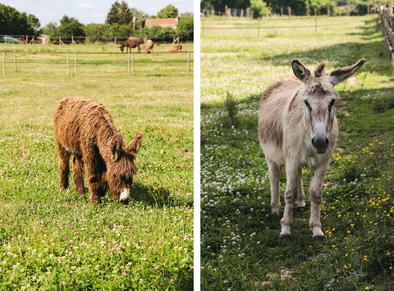 Parc du coq à l'âne Marais Poitevin