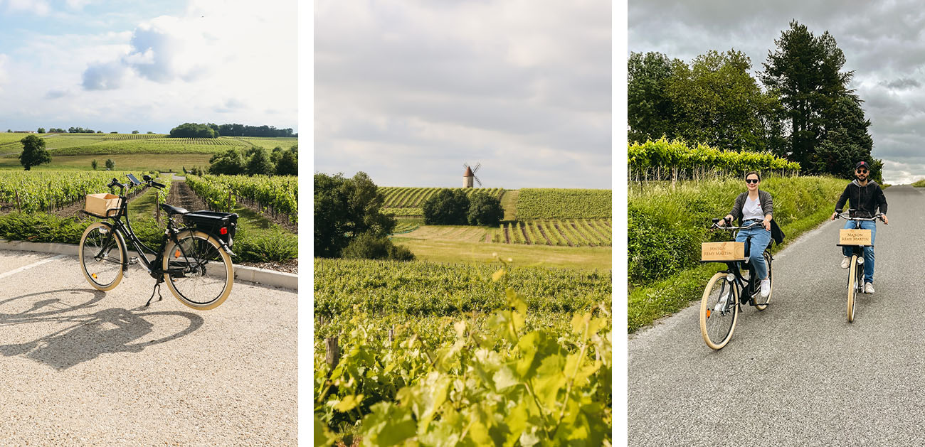 Balade à vélo Remy Martin dans le vignoble de Cognac