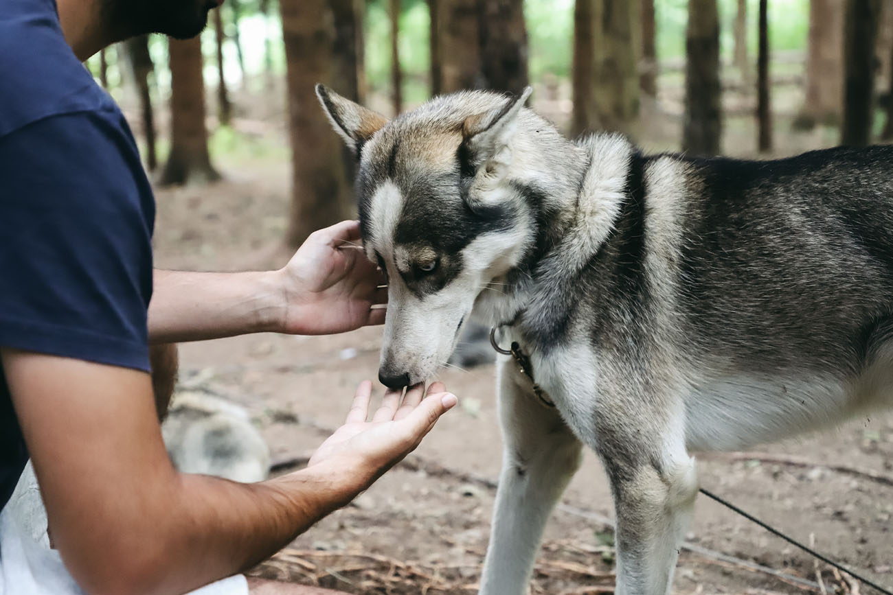 Rencontre chiens de traineau Instinct Louron Saint-Lary-Soulan été