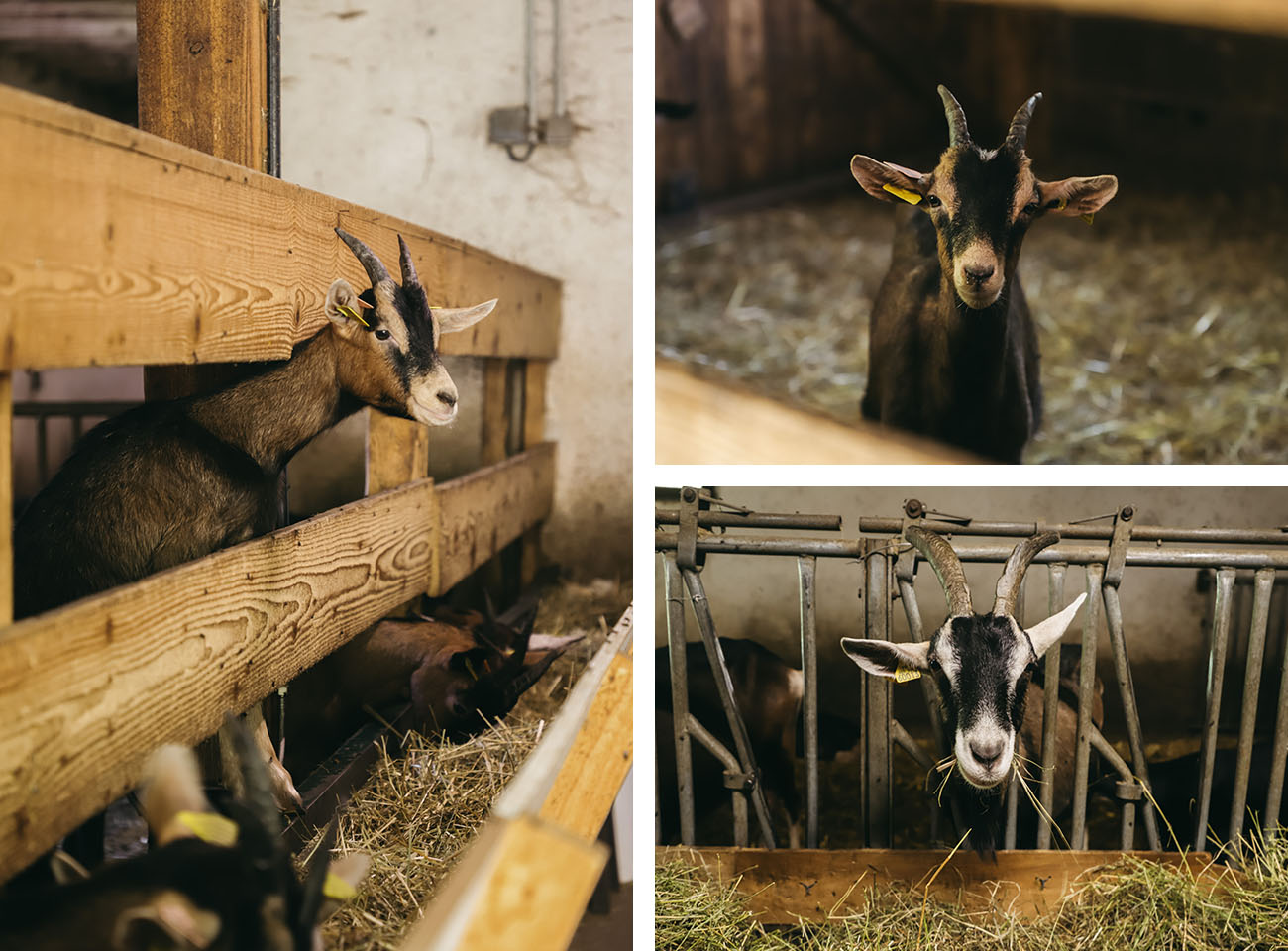 Visite chèvrerie de Gouaux été