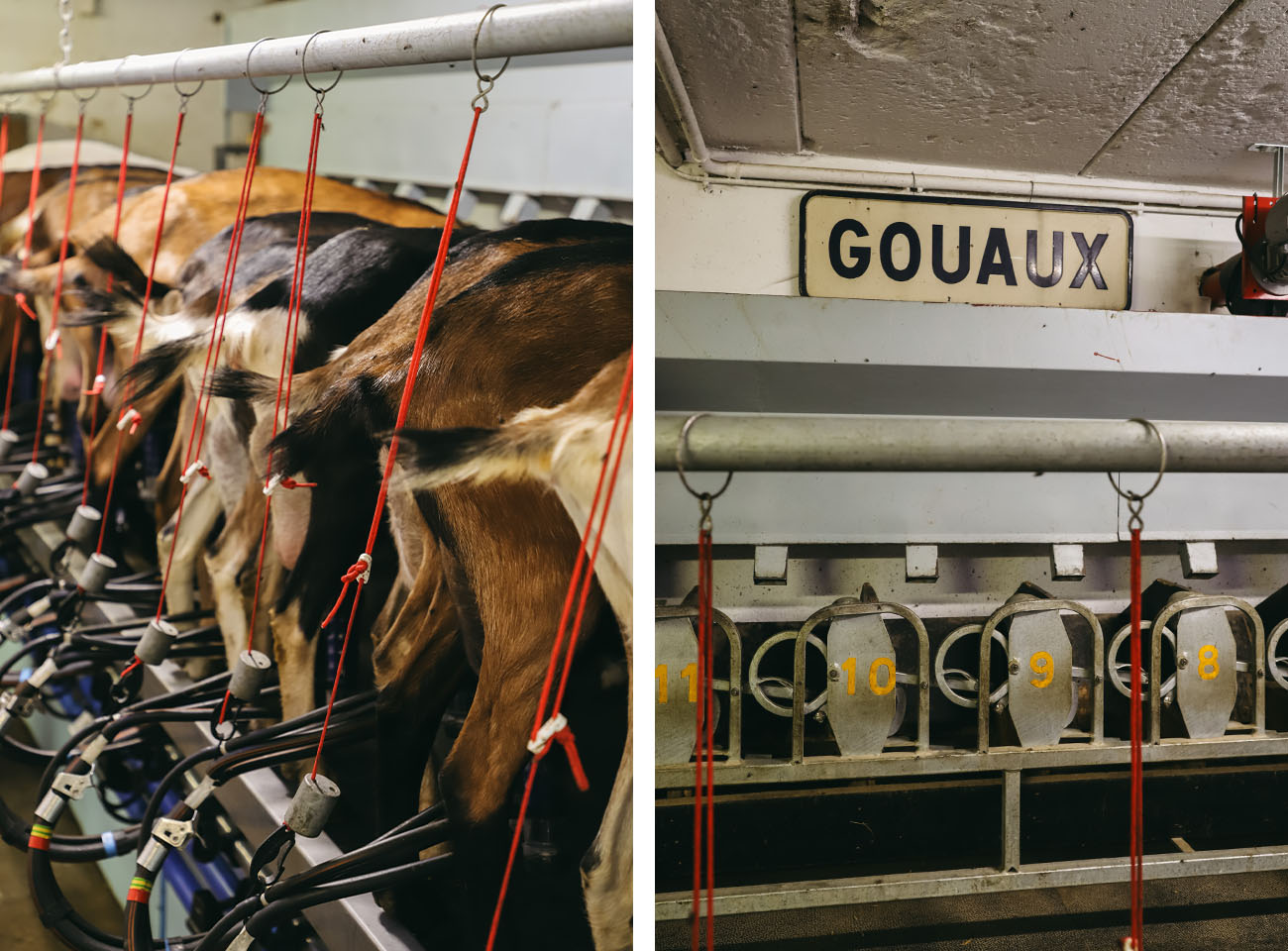 Visite chèvrerie de Gouaux près de Saint-Lary-Soulan