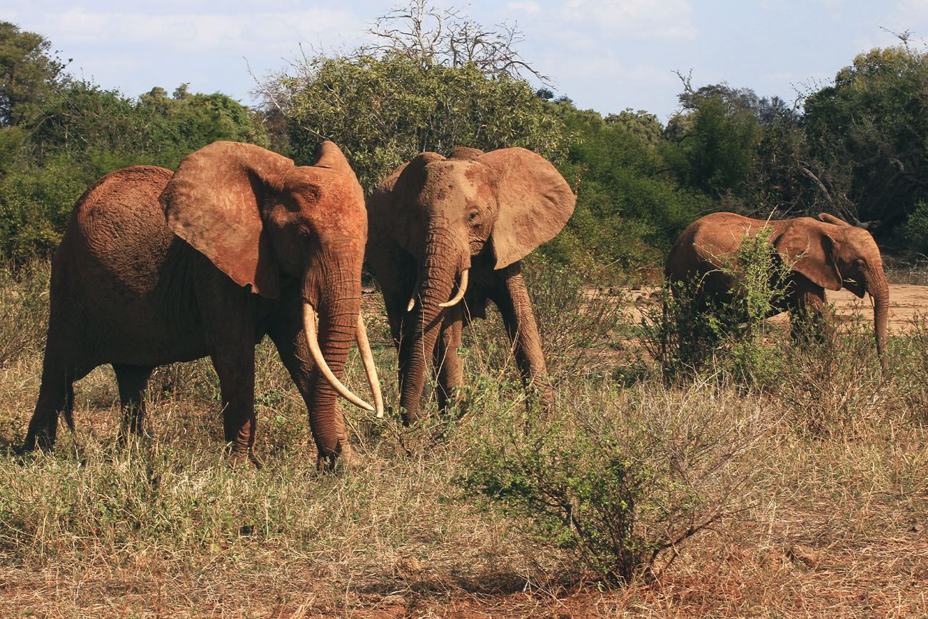 Visiter le Kenya