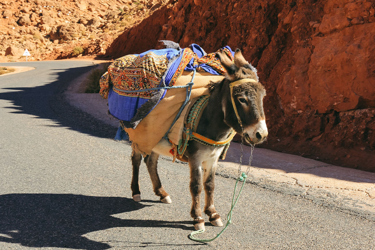 Road trip dans le centre du Maroc