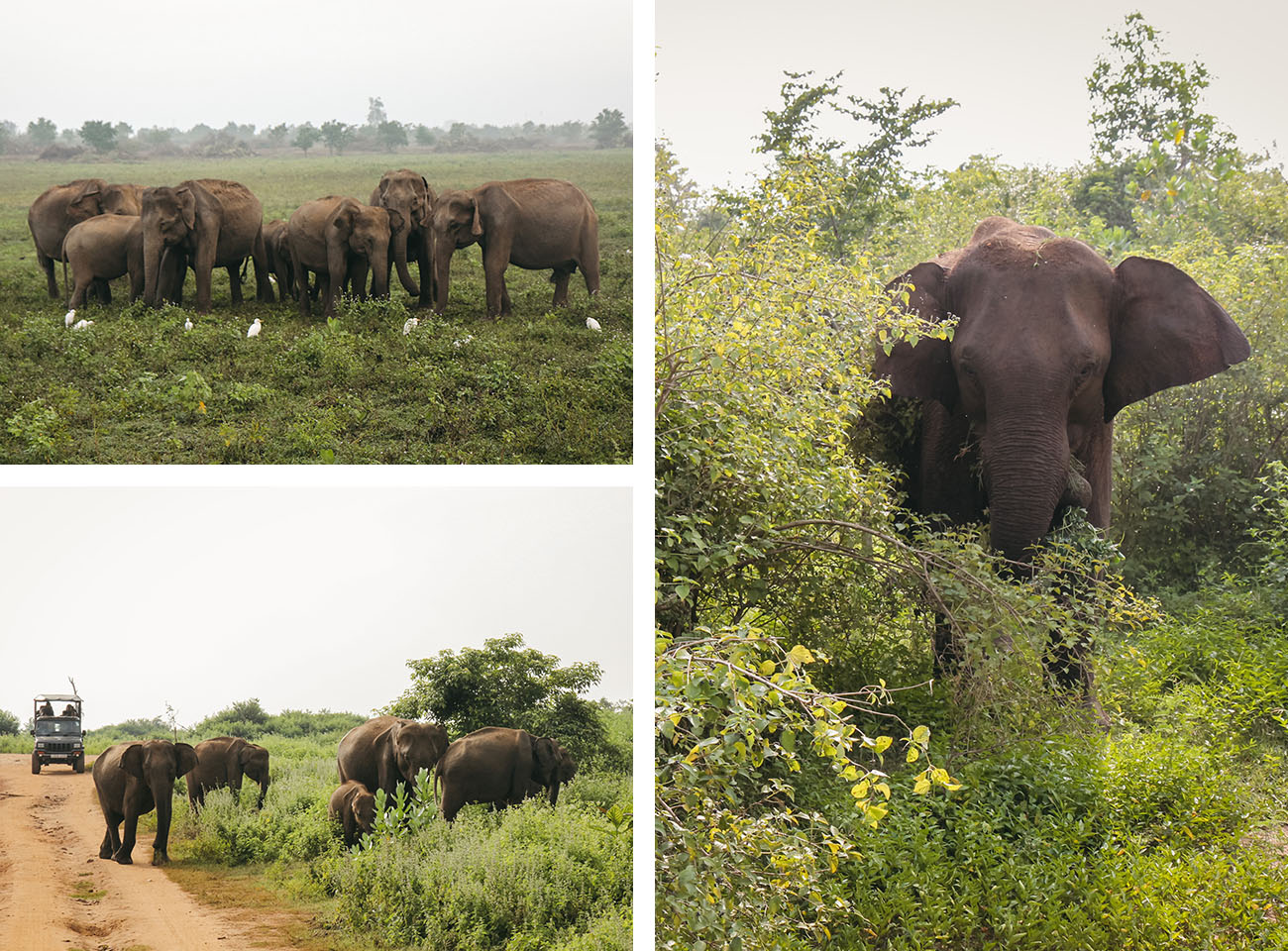 Safari parc national Uda Walawe Sri Lanka