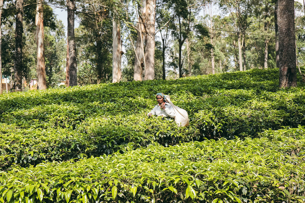 Visite plantation de thé Sri lanka