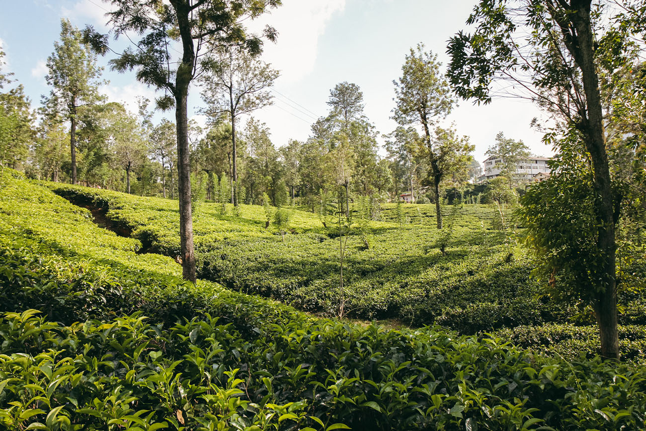 Plantation de thé Sri Lanka