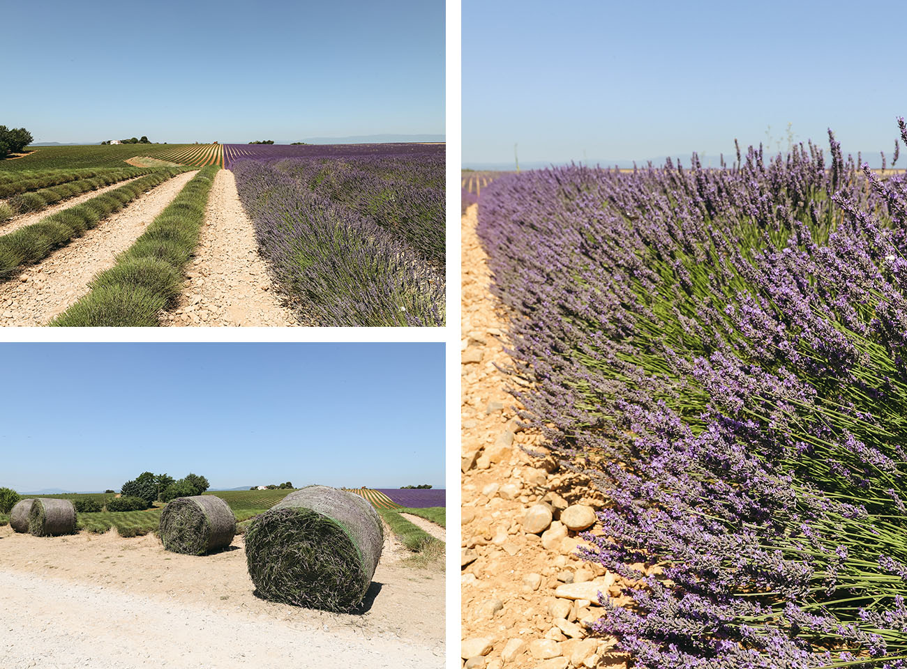 Champs de lavandes Valensole