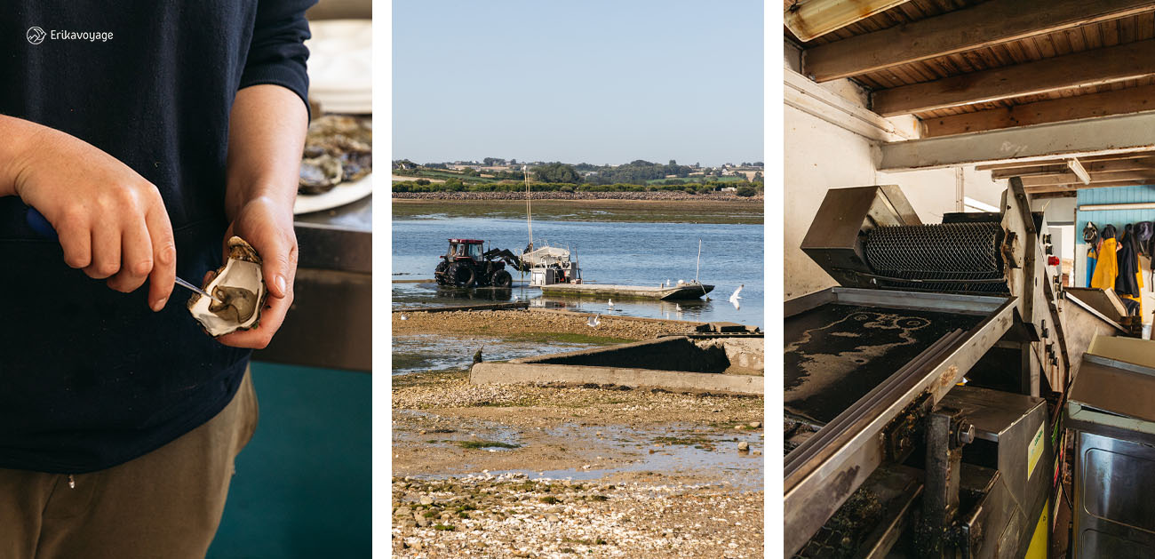 Visite parcs à huitre Carantec