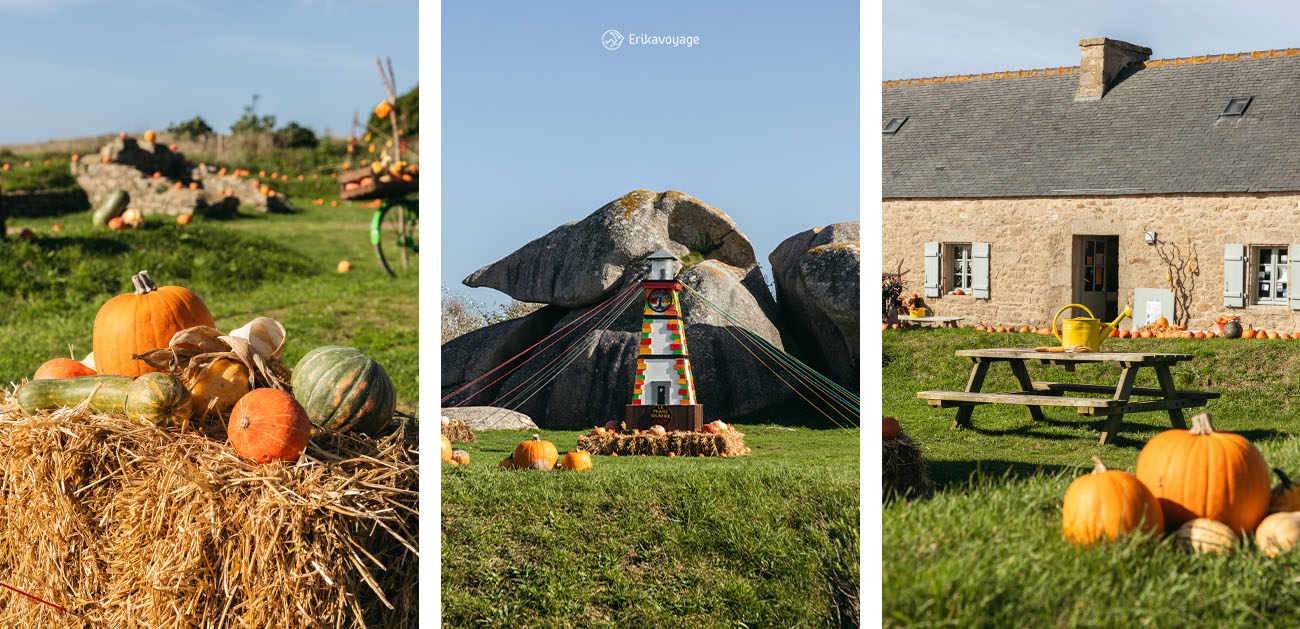Les citrouilles de Meneham en automne