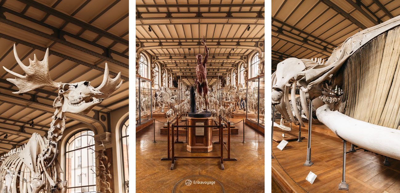 galerie de paléontologie et d’anatomie comparée Paris