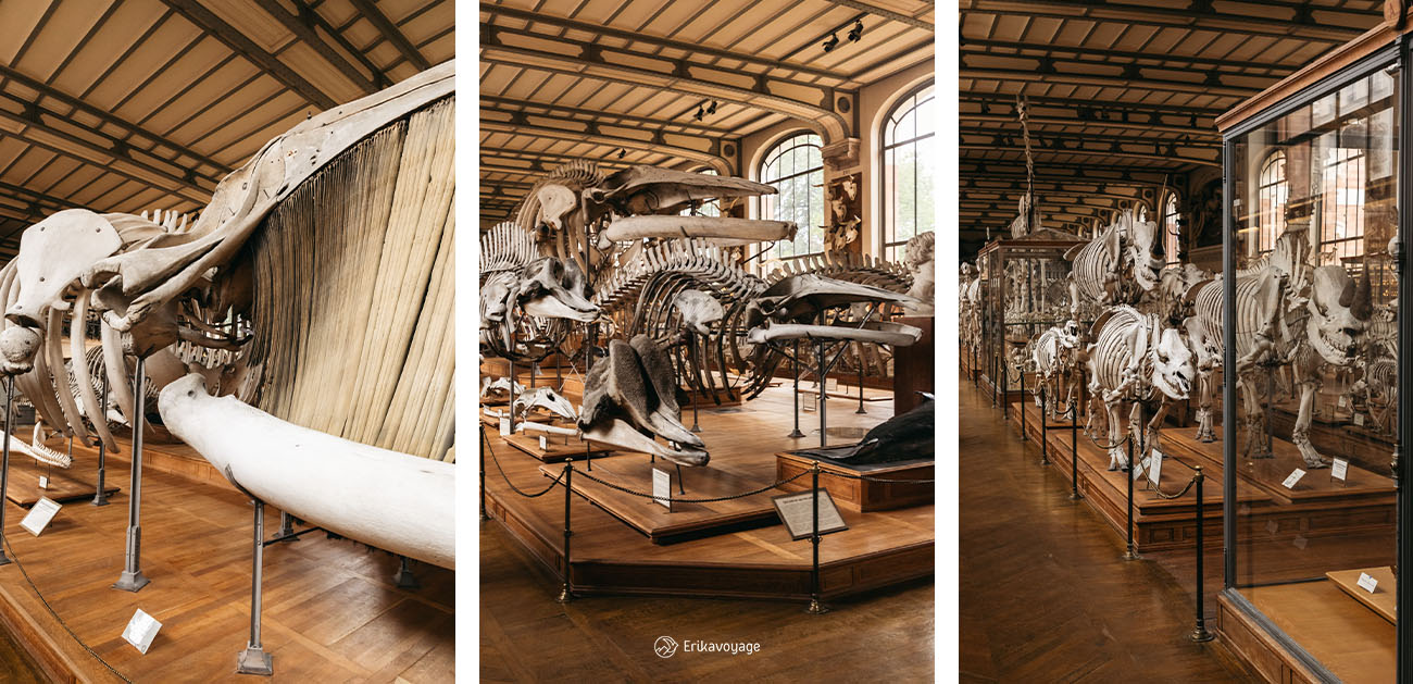 Visite galerie d'anatomie muséum d'histoire naturelle Paris