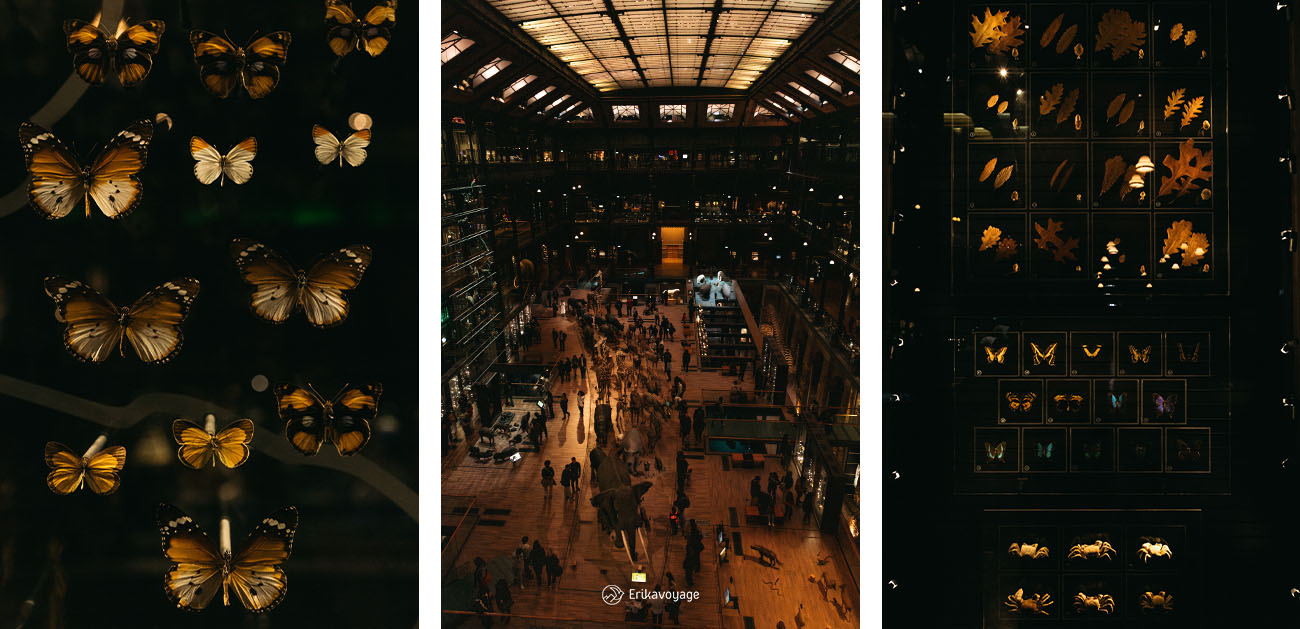 Muséum d'histoire naturelle Paris