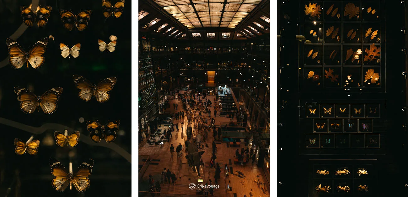 Muséum d'histoire naturelle Paris