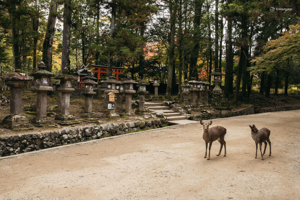 Visiter Nara en 1 jour