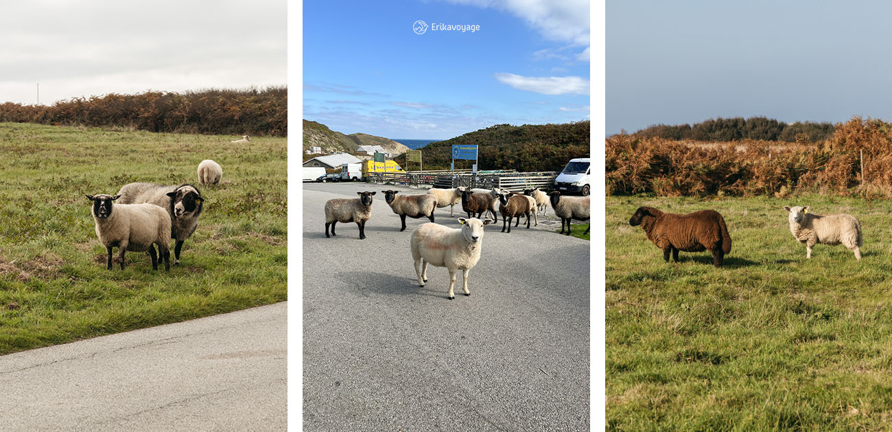 Où voir les moutons d'Ouessant ?