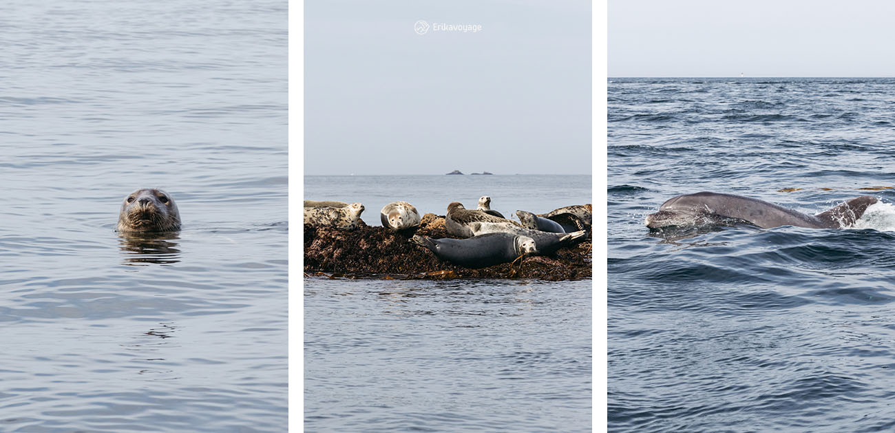Sortie en mer observation phoques et dauphins archipel excursions Le Conquet