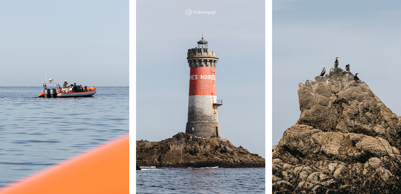 Sortie en bateau observation phoques et dauphins archipel excursions Le Conquet