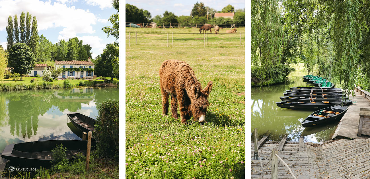 Visiter le Marais Poitevin autour de La Rochelle