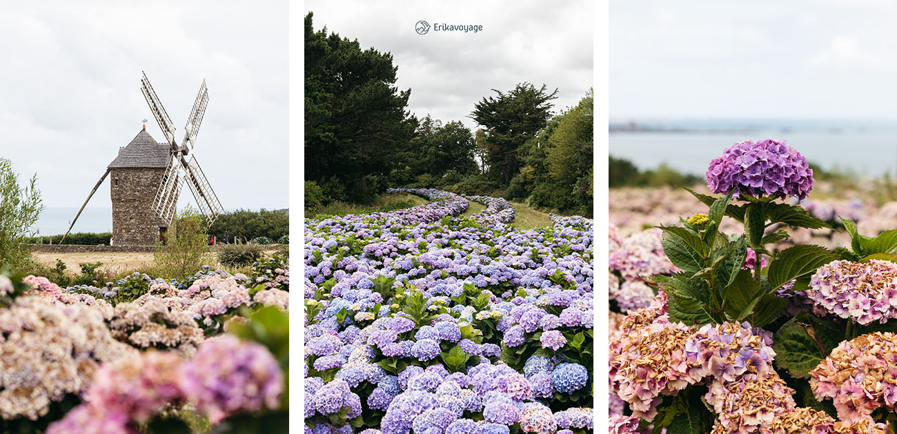 champs hortensias Paimpol côtes d'armor