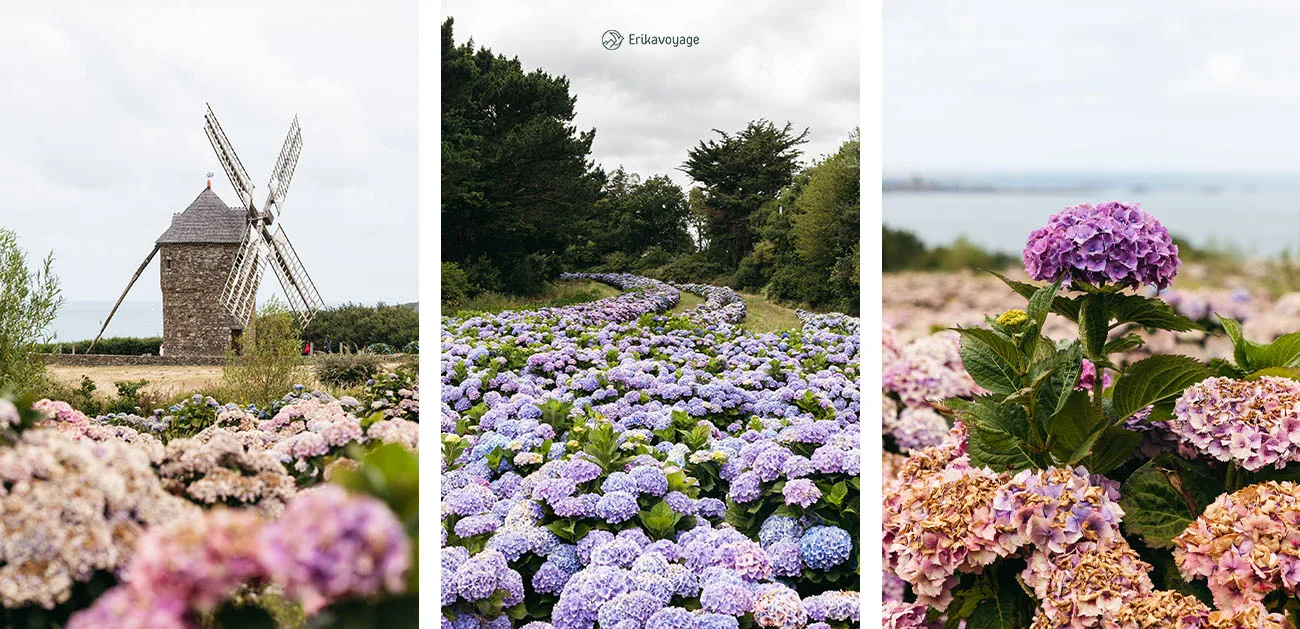 champs hortensias Paimpol côtes d'armor